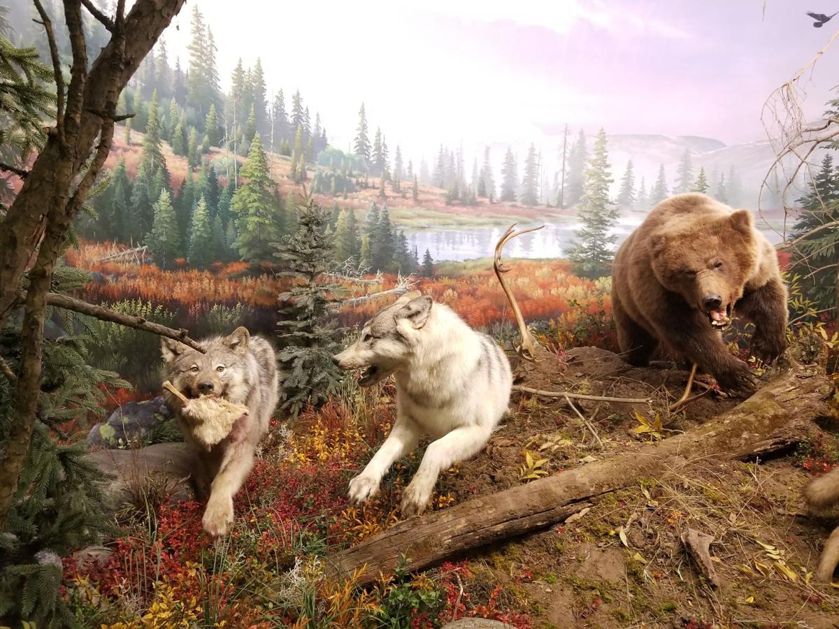 New wonders of wildlife aquarium and museum turns conservation New wonders of wildlife aquarium and museum turns conservation