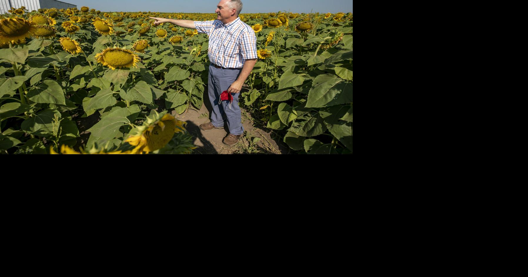 Cerro Gordo field overwhelms with sunflower power 🌻