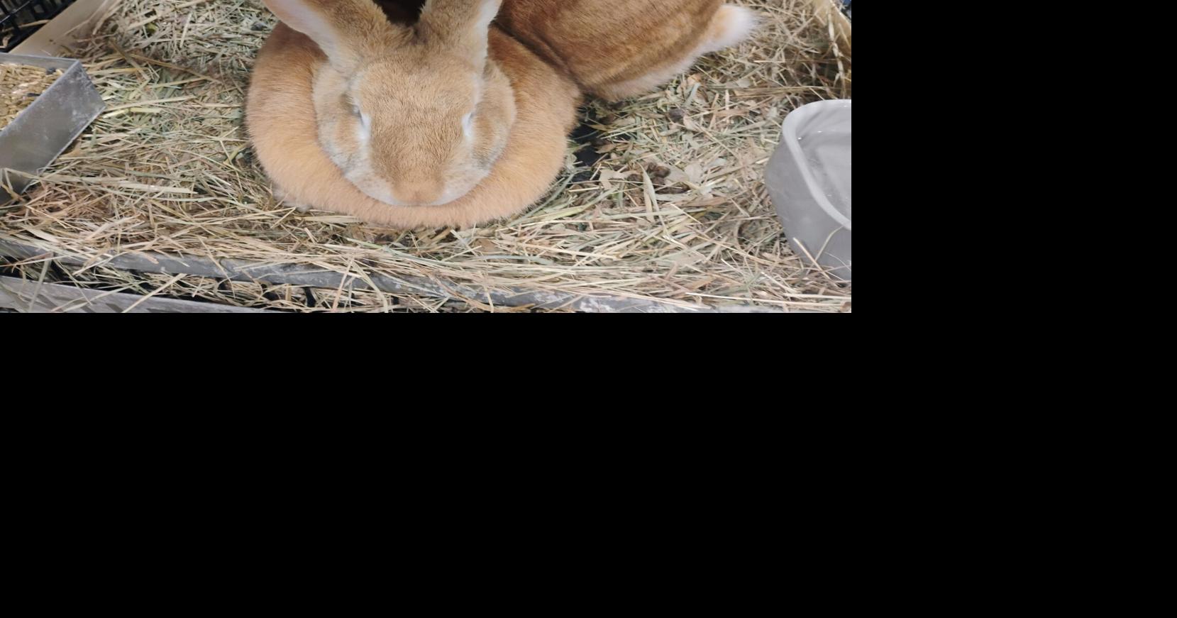 American Rabbit Breeders Association holds national show at Decatur ...