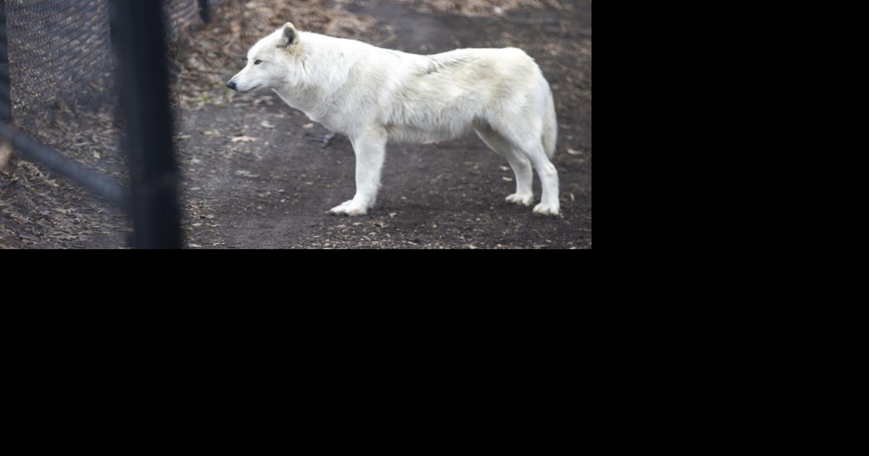 Scovill Zoo wolves choose hot dogs over freedom