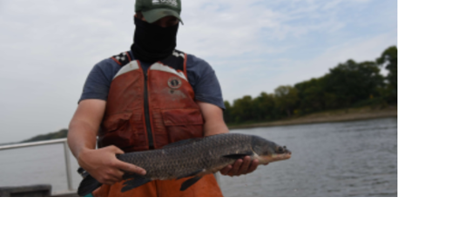 Invasive black carp now thriving in the Mississippi River basin - Vimarsana News