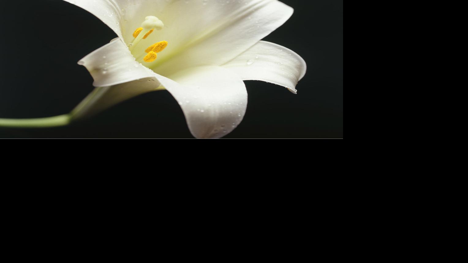 Funerals Pending For Friday Nov 13 2020 Obituaries Herald Review Com