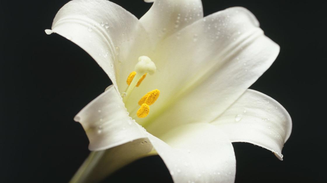 Funerals Pending For Friday Nov 13 2020 Obituaries Herald Review Com