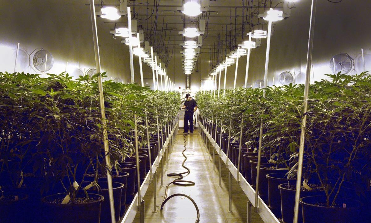 Cannabis