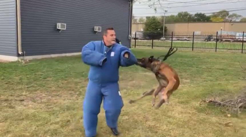 Indiana mayor mauled by K 9 for police training exercise