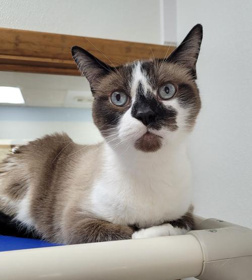 Meet Rocky