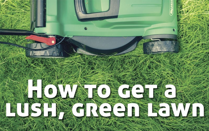 How to get a lush, green lawn your neighbors will envy