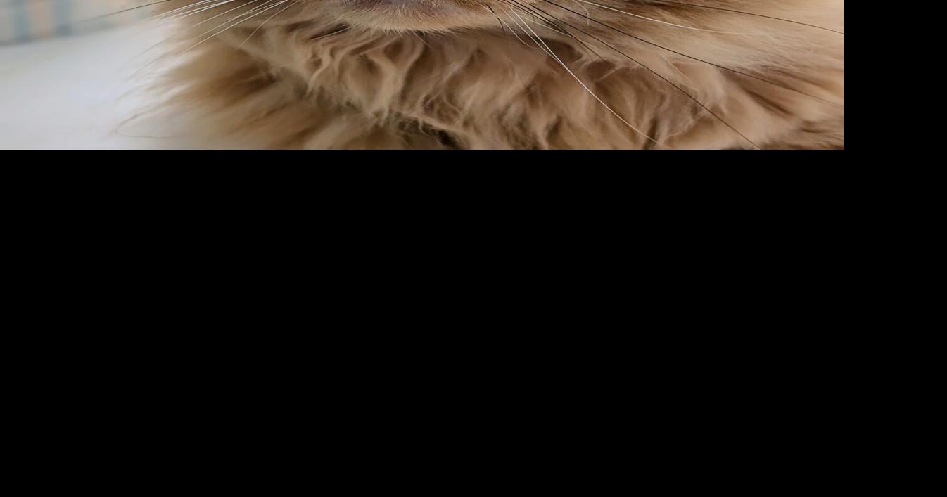 Pet of the Week: Meet Lambert