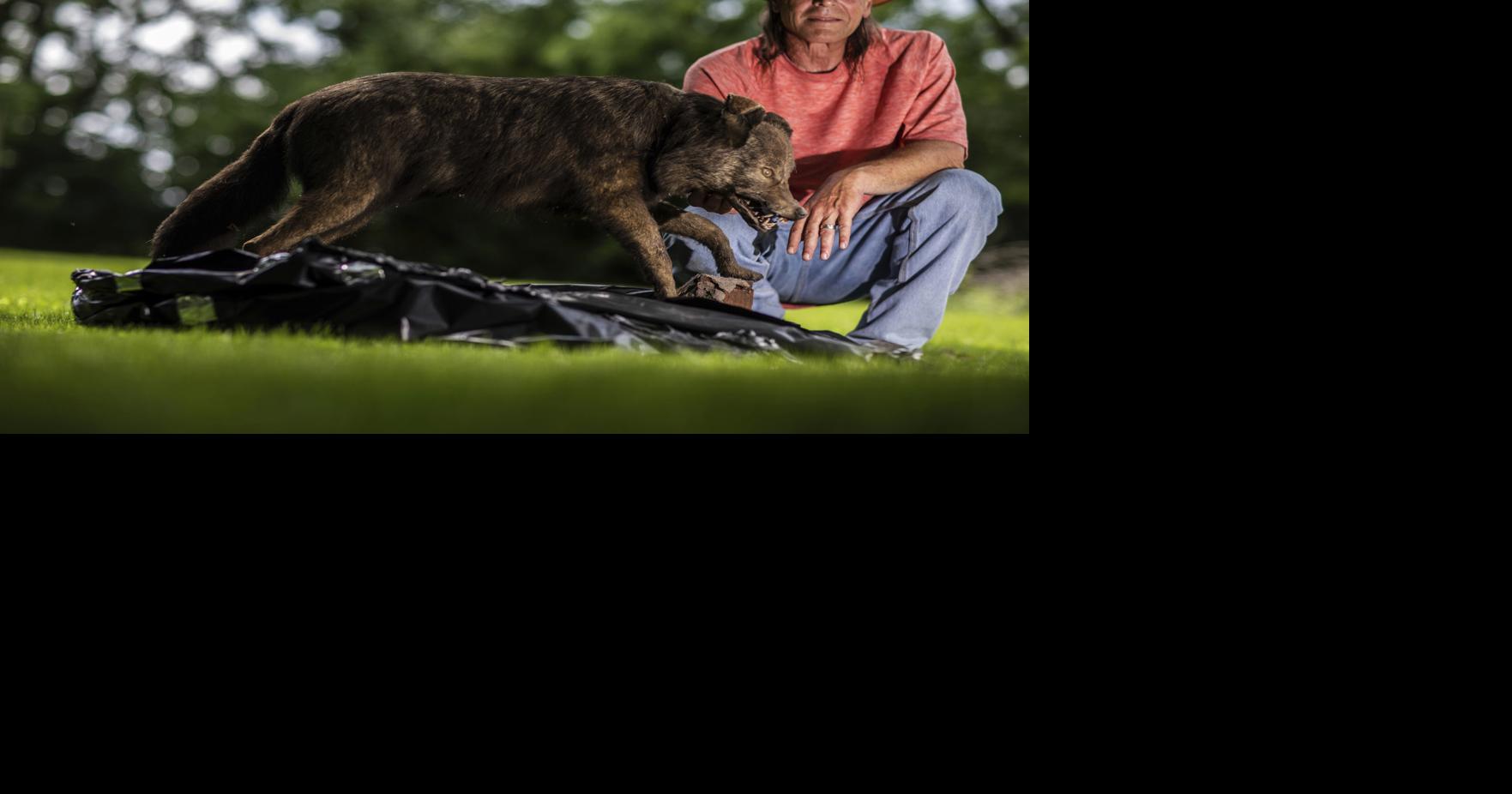 Illinois man's video sparks testing of potential wolves