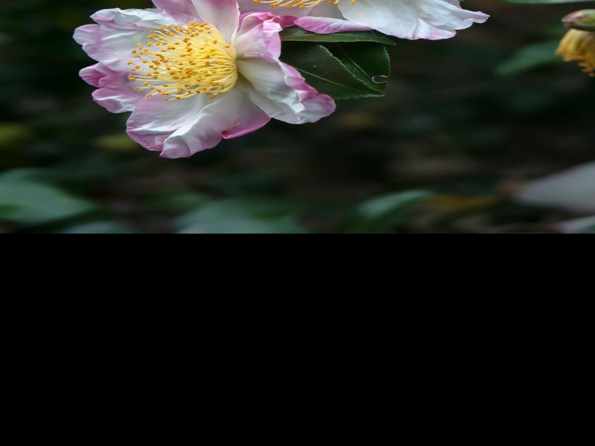 Fall Camellias Offer Stunning Landscape Performance Herald