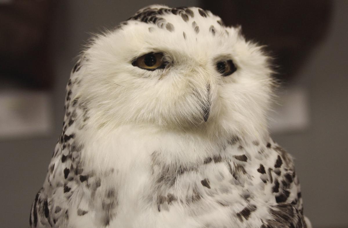 Taxidermists take animals and artistry and stuff it Local herald