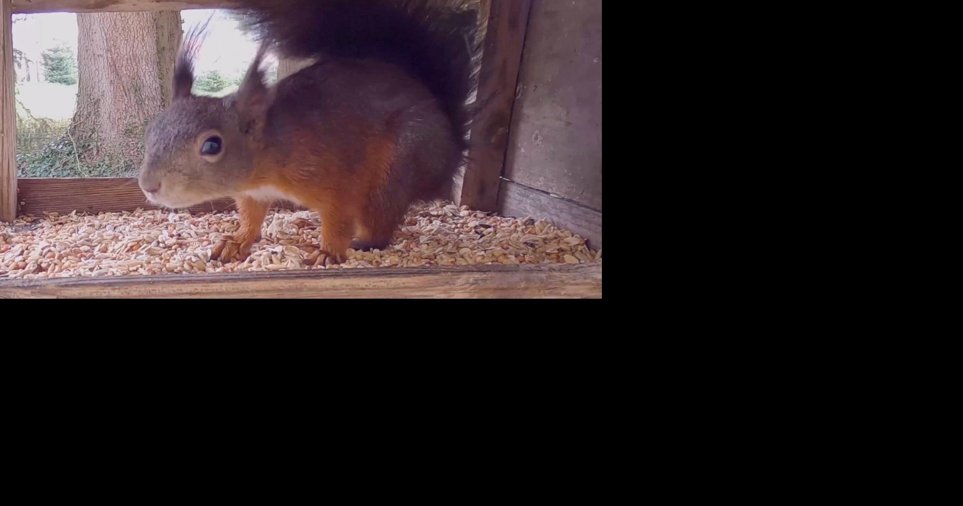 Stop squirrels chewing your outdoor wires
