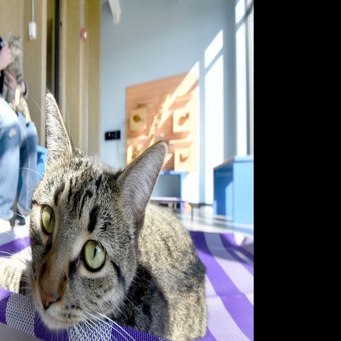 Adoption Push Empties More Macon County Shelter Kennels But