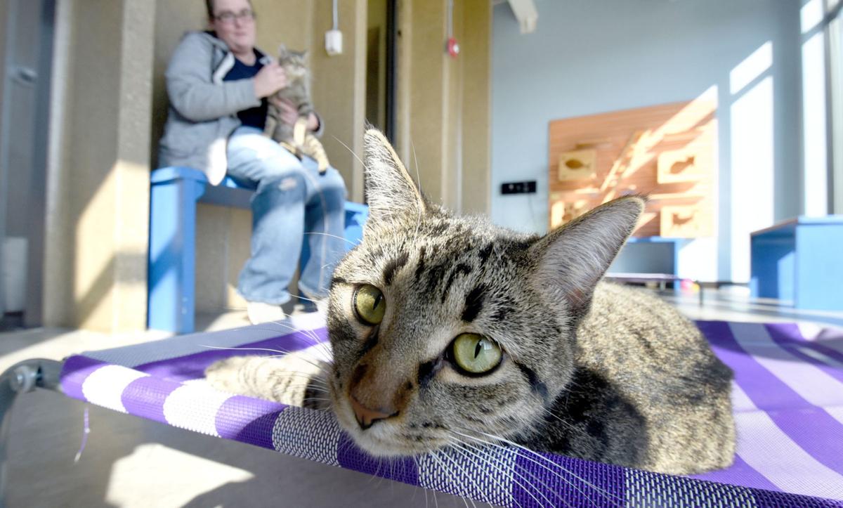 Adoption Push Empties More Macon County Shelter Kennels But 74