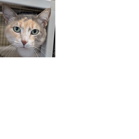 Pet of the Week: Meet Cassie
