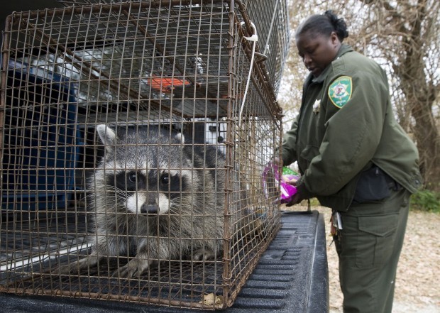 Hawbacker's Raccoon Bait