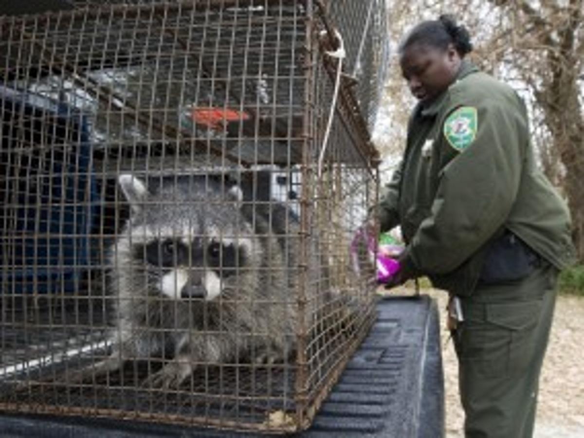 Hawbaker Stop Raccoons From Swiping All Your Sweet Corn Home Garden Herald-reviewcom