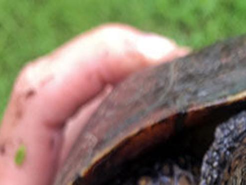 Pet Health Turtles Play A Role In Environmental Health Pets