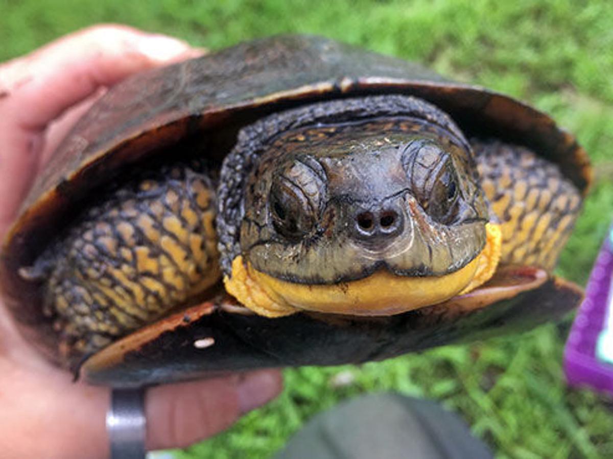 Pet Health Turtles Play A Role In Environmental Health Pets