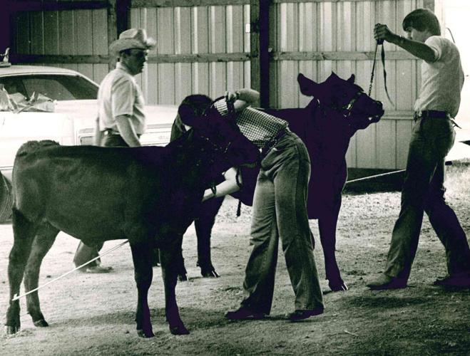 Judging cattle