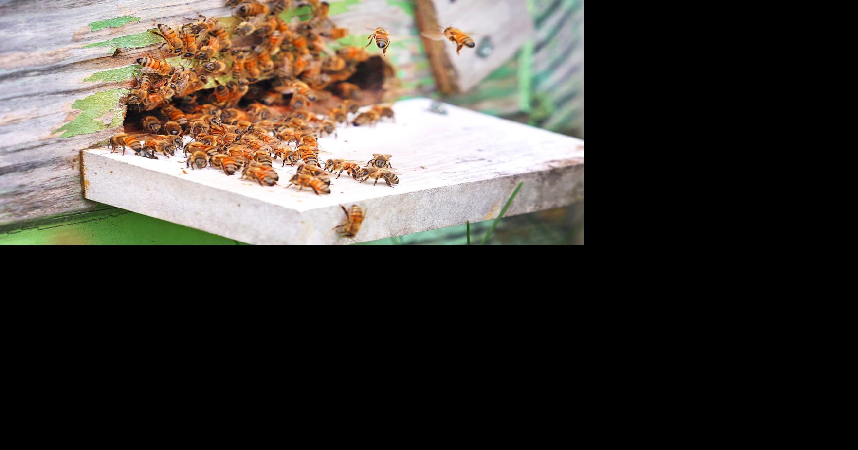 Beekeeping couple traps and moves bee swarms