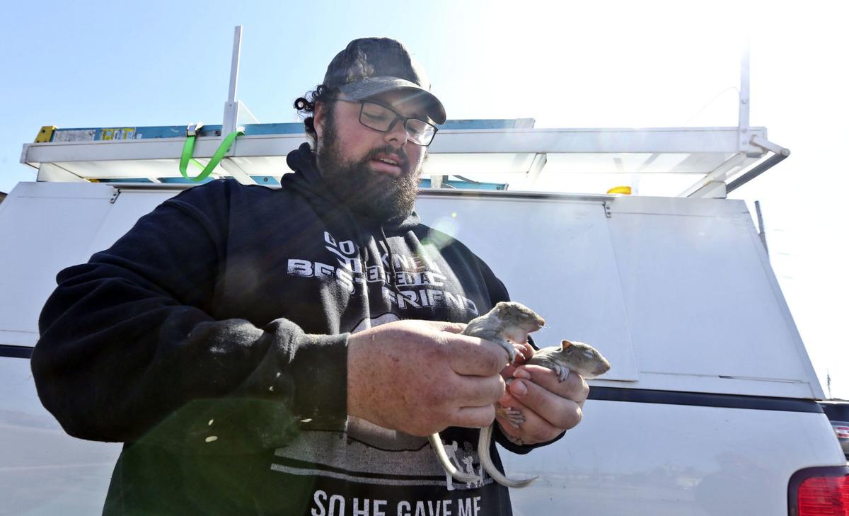 Decatur S Batman Turns Love Of Animals Into Wildlife Capture Work Local Herald Review Com