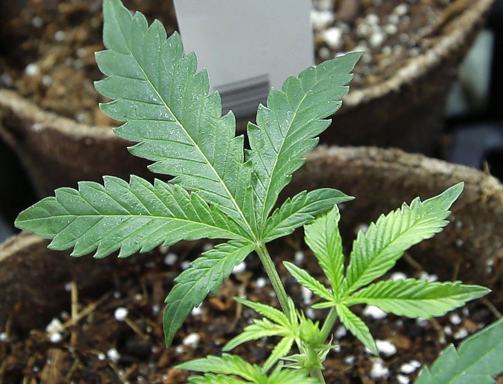 Medical Marijuana Employment