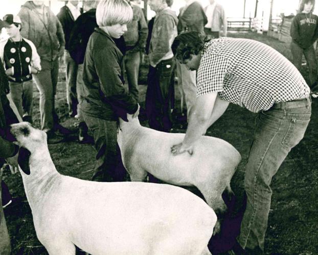 Sheep