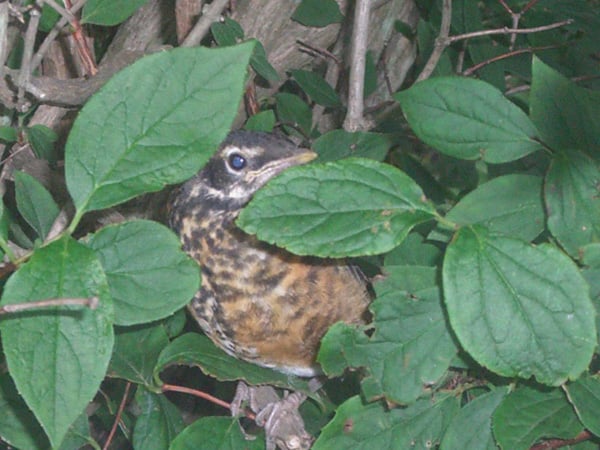 LOUDON.jpg (copy)