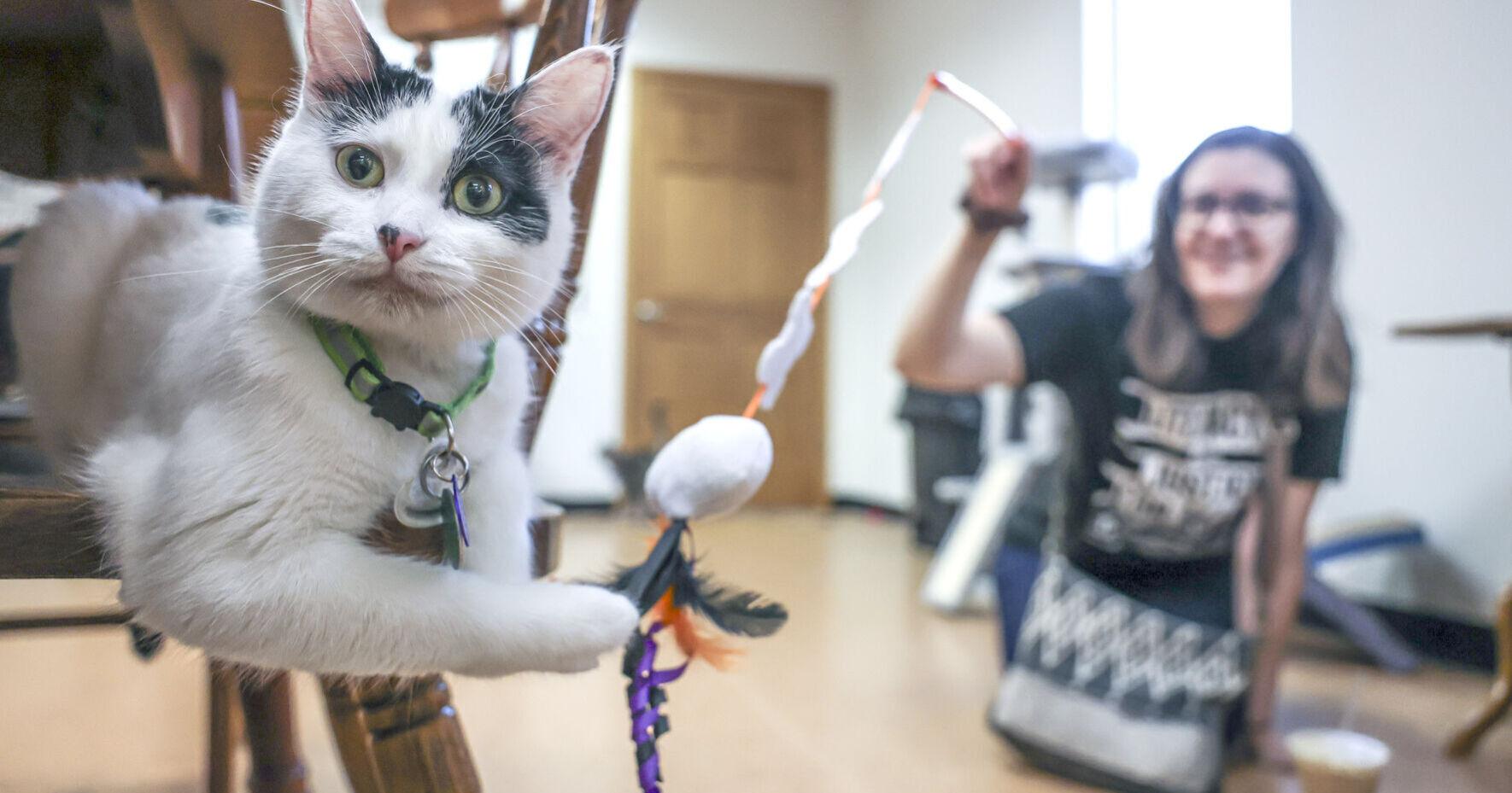 Bloomington cat café opens for business, pet fostering - Vimarsana News