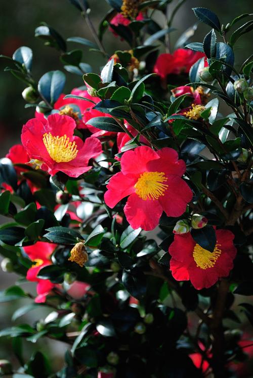 Yuletide camellia the landscape&#39;s Christmas plant | Home &amp; Garden | herald-review.com