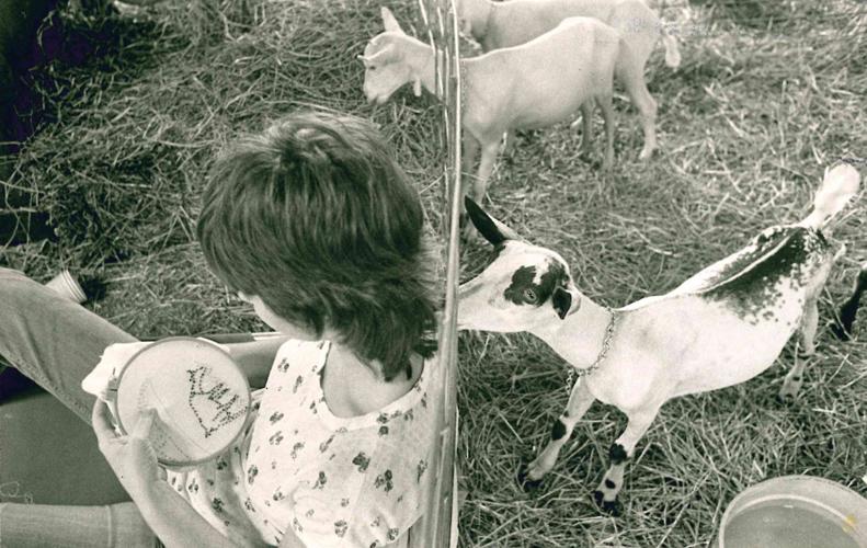 Goat stitchery