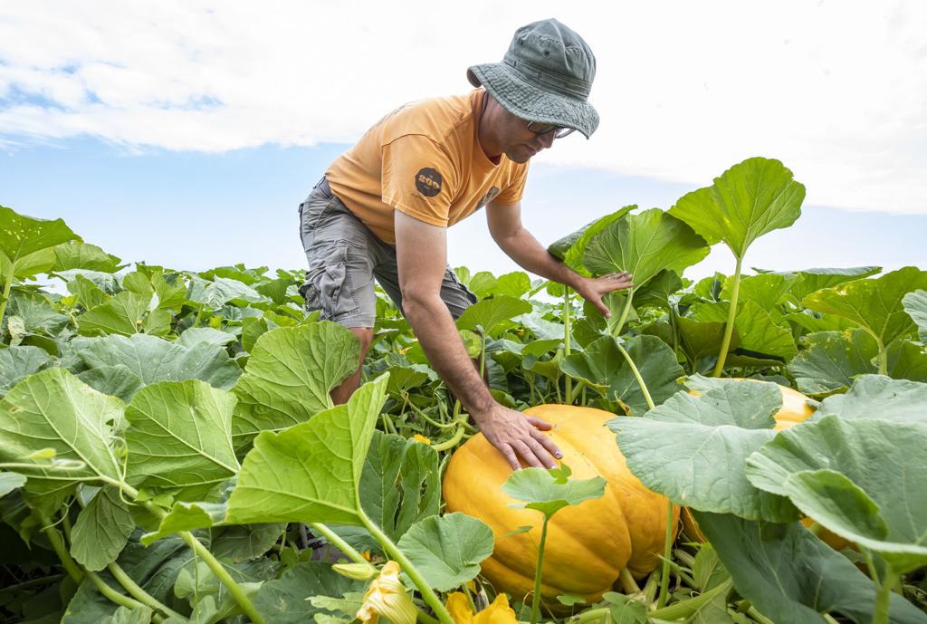 Watch Now Pumpkin Patch Owners Changing Focus Operations Due To Covid 19 State And Regional Herald Review Com