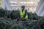 Rockefeller Center Tree