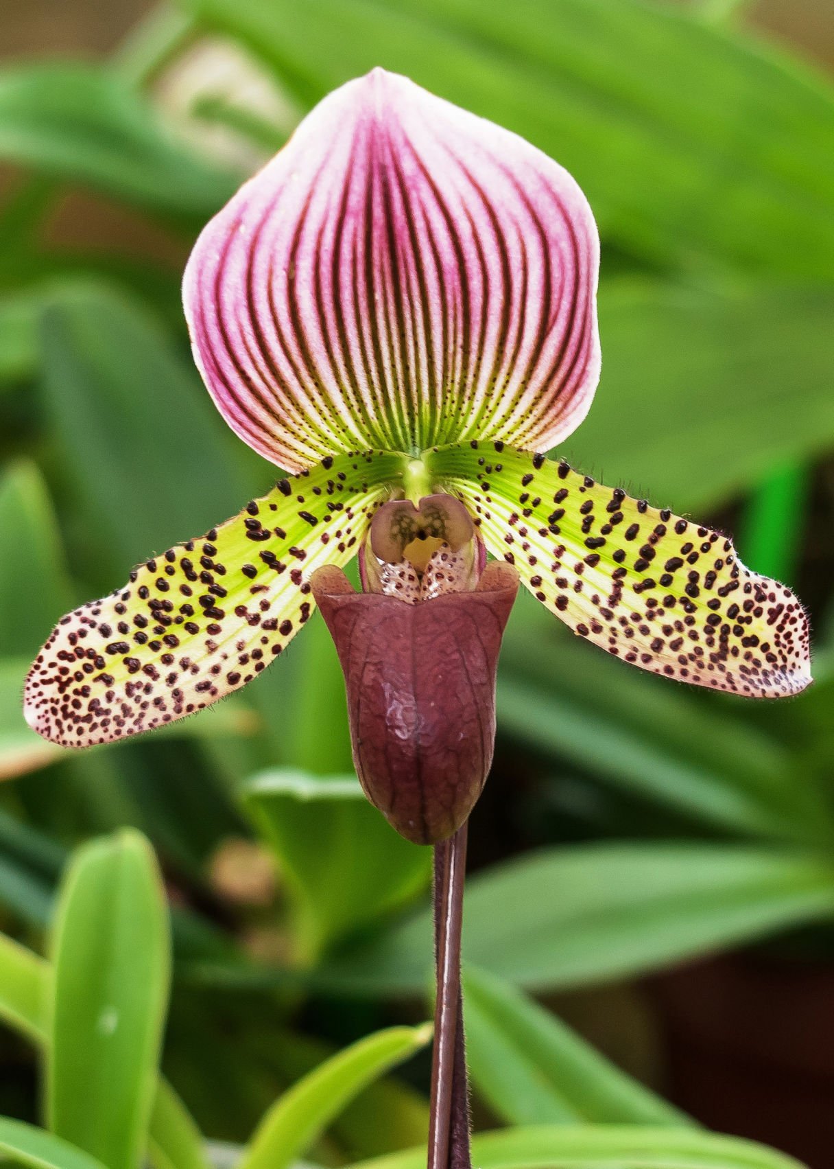 lady slipper orchid 