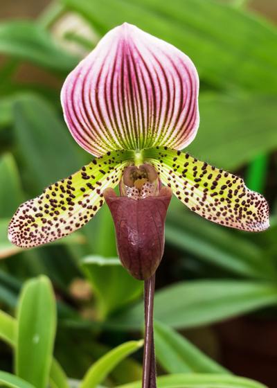 Lady Slipper orchid is a stunner