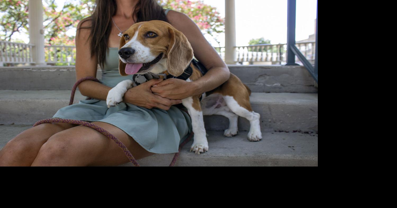 New Braunfels community supports the Braunfels Beagle through unexpected surgery