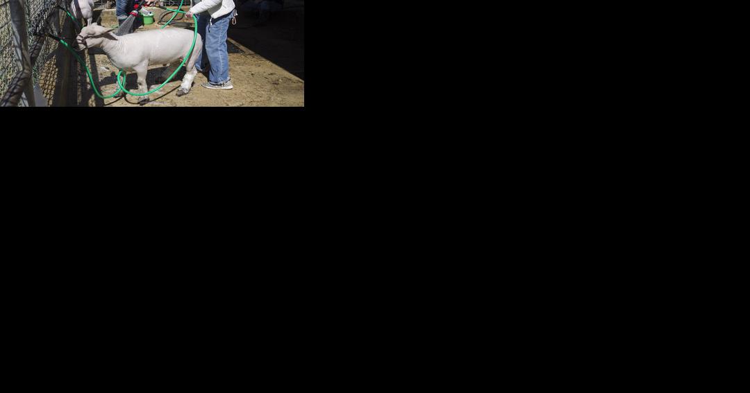 Comal County Junior Livestock show begins - Vimarsana News