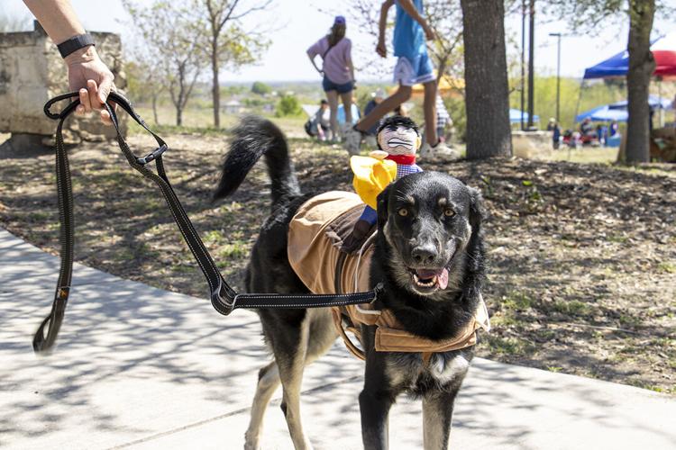 Barkin' Buckaroos: Pets show off talents at 2026 dog rodeo | | herald ...