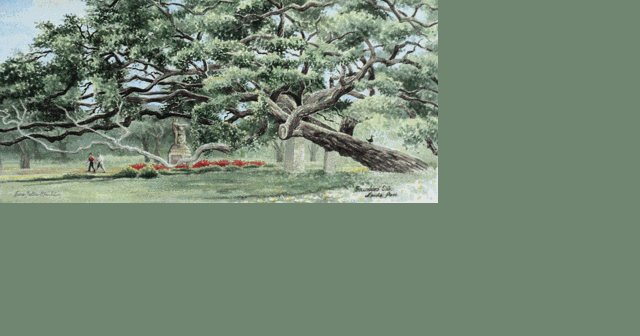 Trees everywhere — including New Braunfels parks — need protection during droughts - Vimarsana News