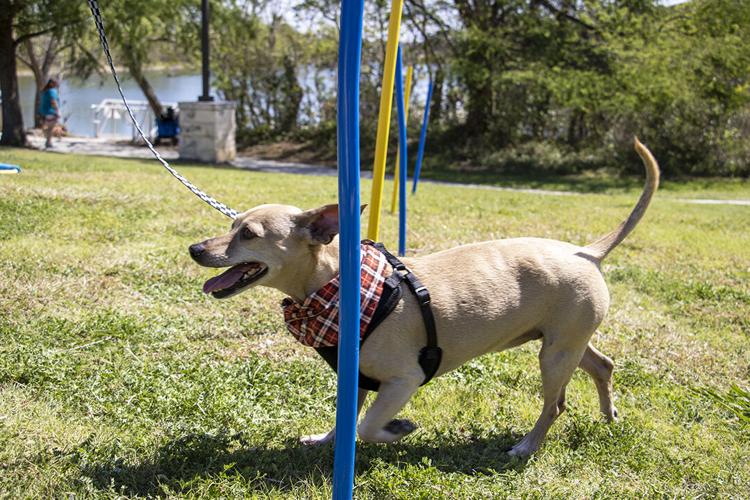 Barkin' Buckaroos: Pets show off talents at 2026 dog rodeo | | herald ...