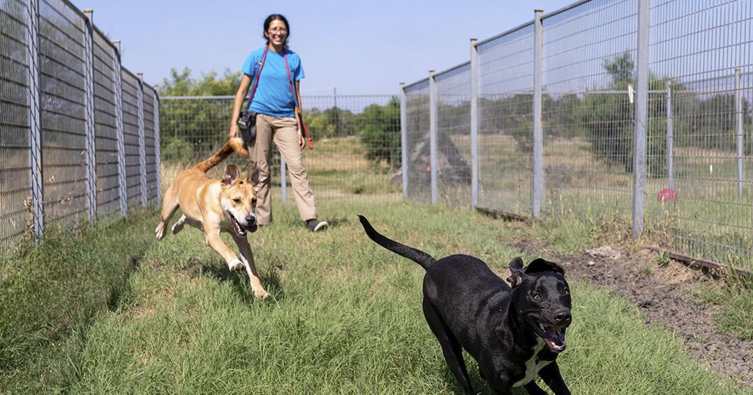 DOG DAYS AHEAD: New Braunfels, Comal County nonprofits adapt to heat as summer looms - Vimarsana News