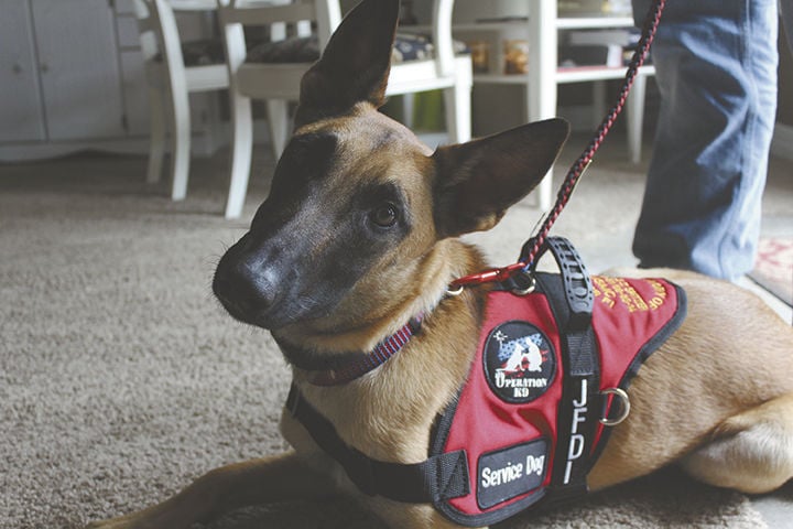 can a belgian malinois be a service dog