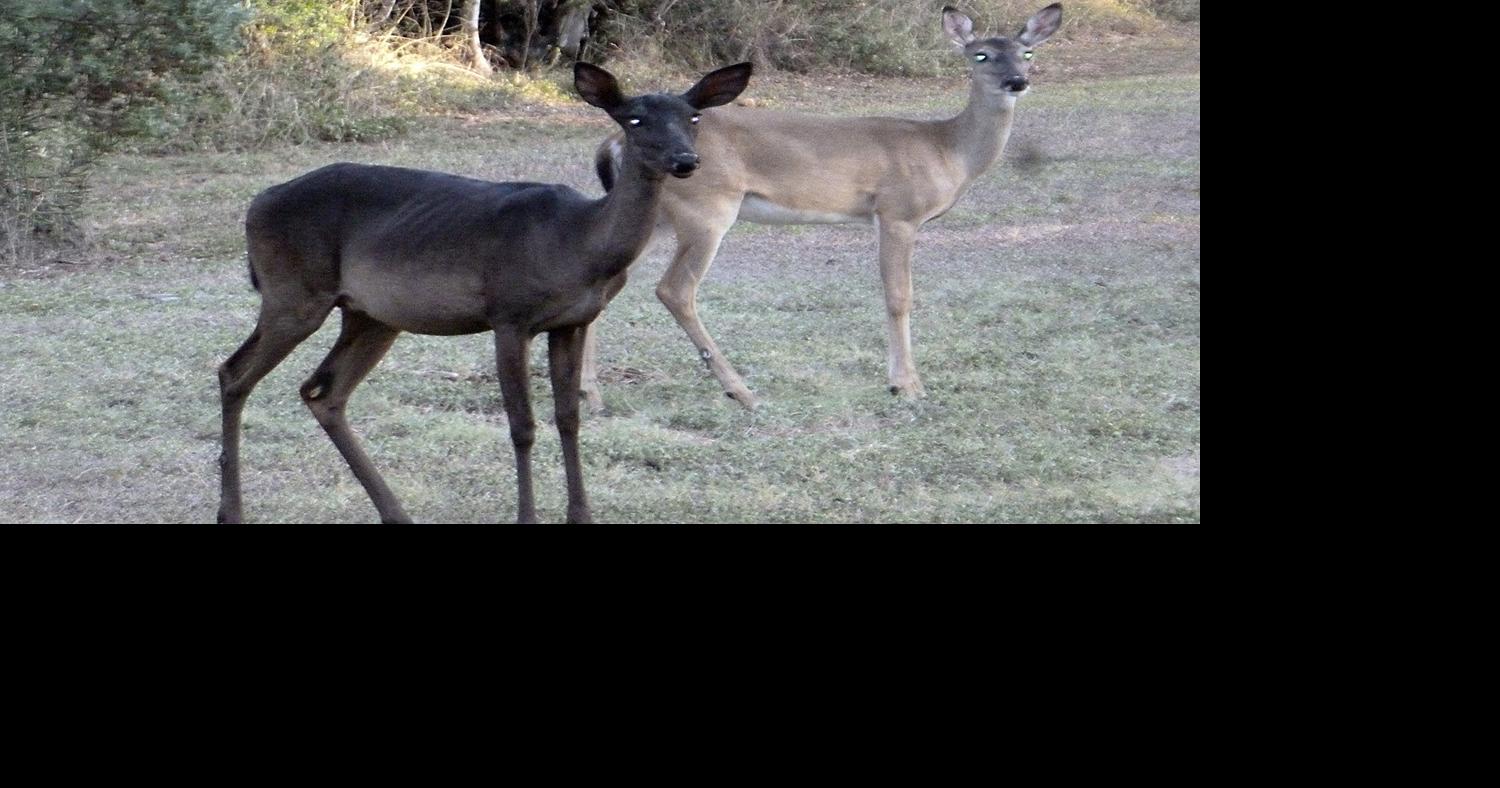 Rarest of the rare: The black deer of Northwoods charm neighbors | News ...