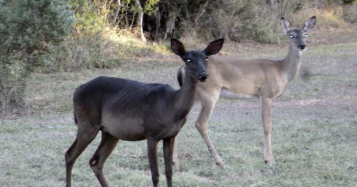 Top Ten Rarest Deer Rarest of the rare: The black deer of Northwoods charm neighbors | News ...