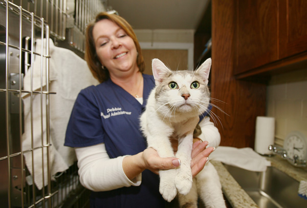 Cat wounded by arrow recovering after surgery | Local News | herald ...