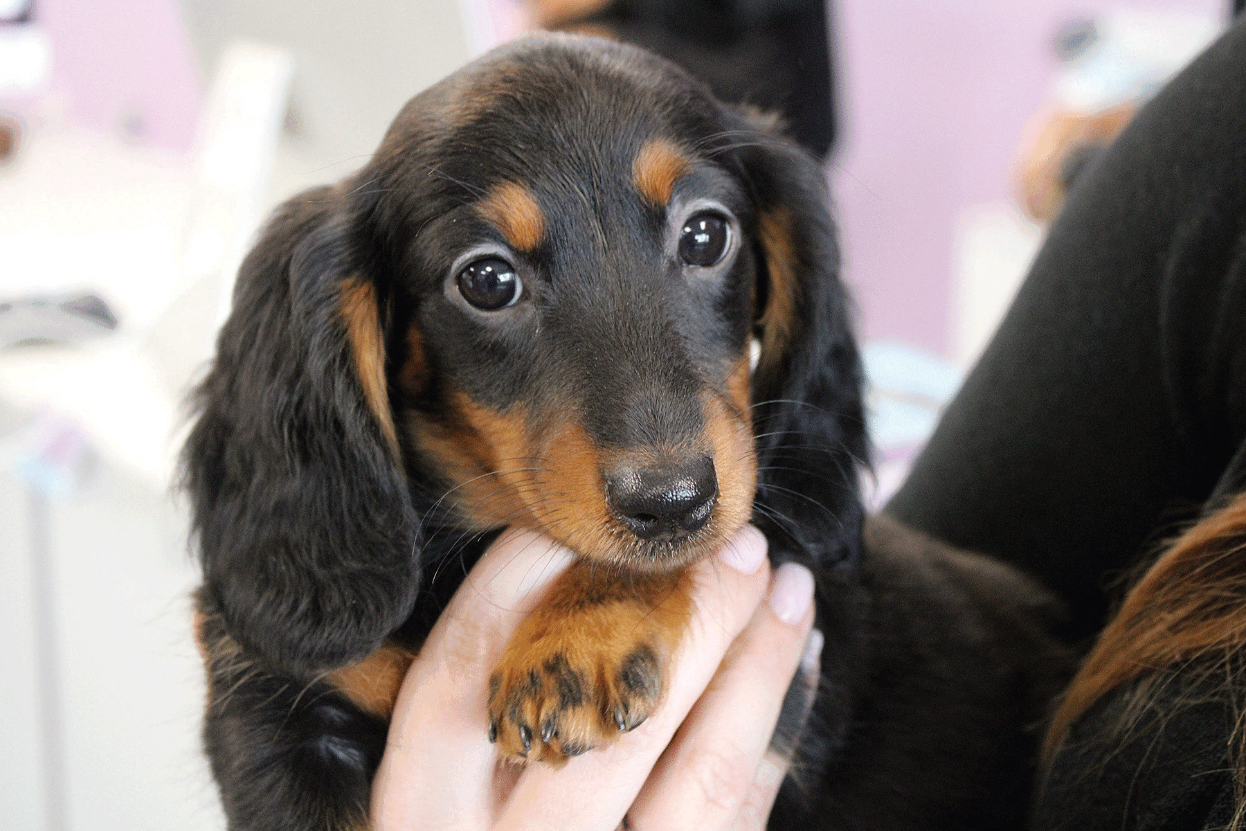 american puppy new town