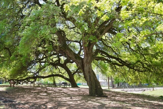 LANDA: Trees’ role in air quality, climate highlighted ahead of Earth ...
