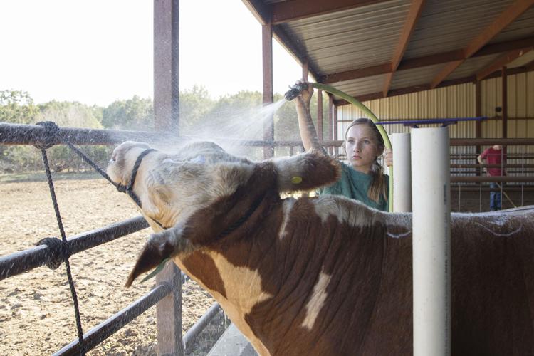 Comal County Jr. Livestock Show Multimedia