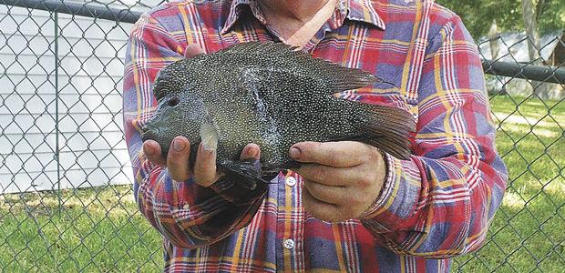 Record Breaker Lake Dunlap Cichlid Officially Certified As World S Largest Catch News Herald Zeitung Com